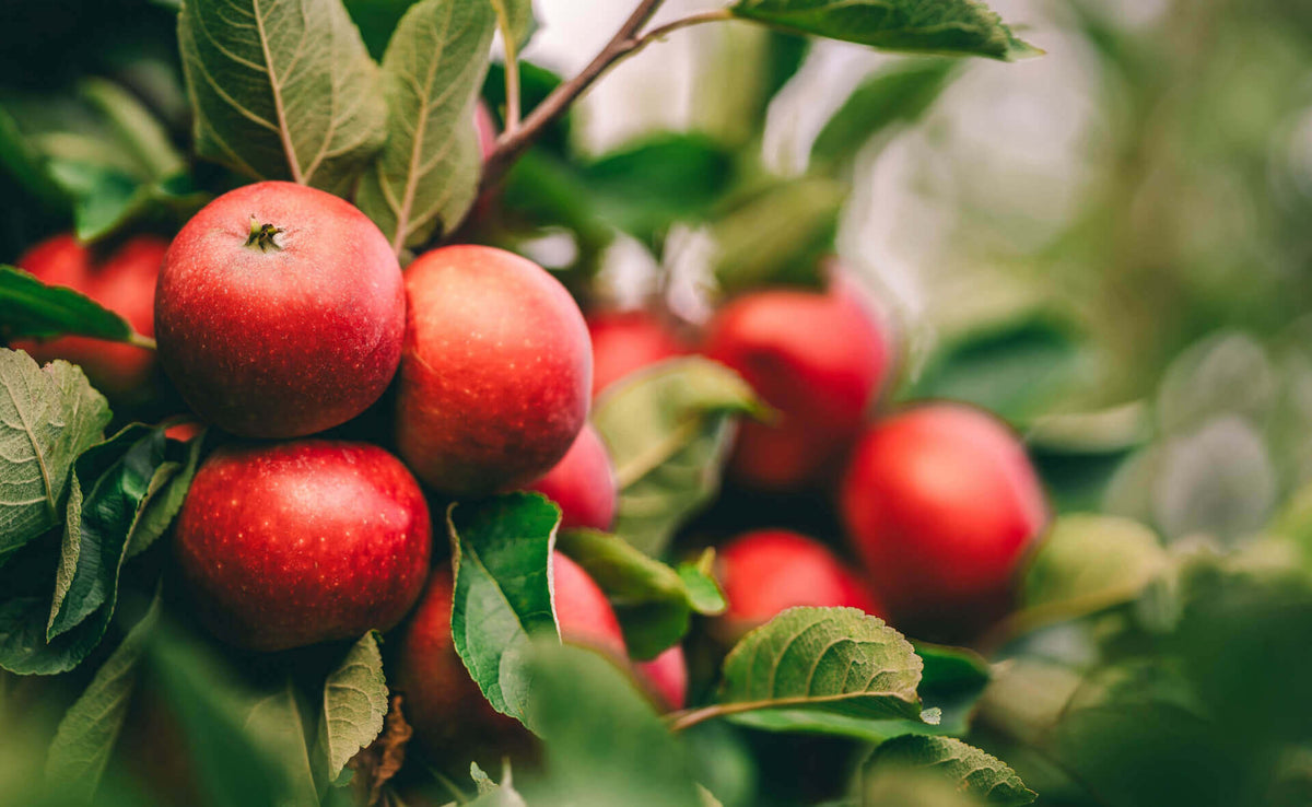 A Comprehensive Guide to Growing and Caring for Fruit Trees - Tree Nursery Co