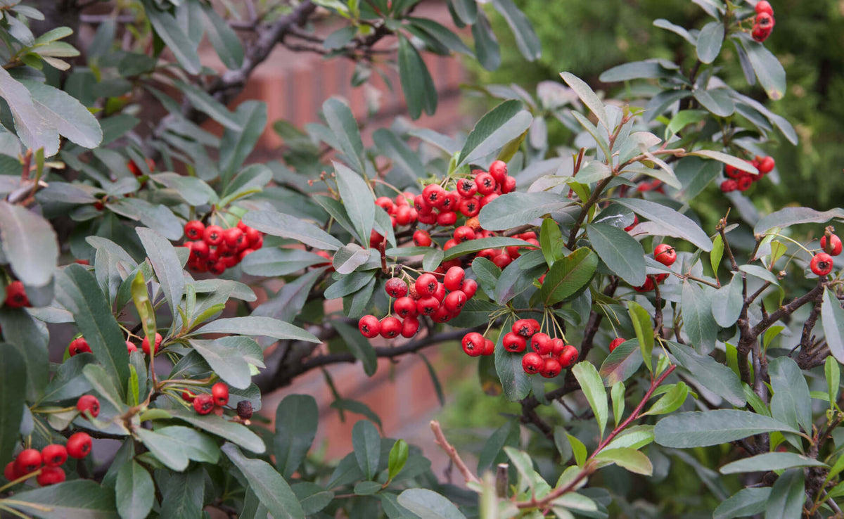 Foster Hollies Are A Stunning Evergreen - Tree Nursery Co