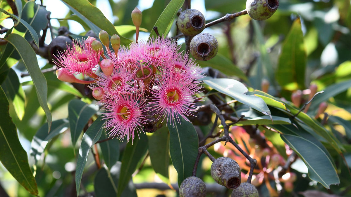 Native Pink Flowers
