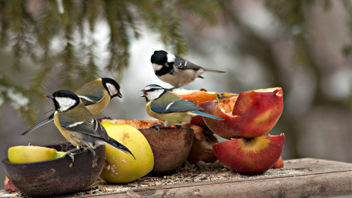 Birds