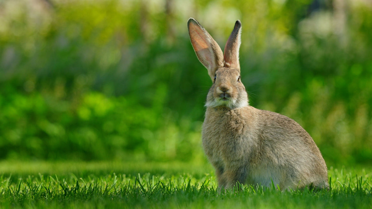 Rabbit
