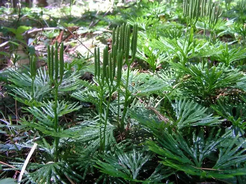 Shade Perennials