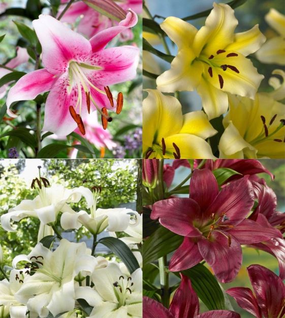 Daylily Rainbow Collection - 10 plants