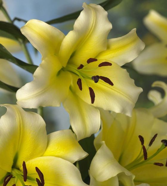 Daylily Rainbow Collection - 10 plants