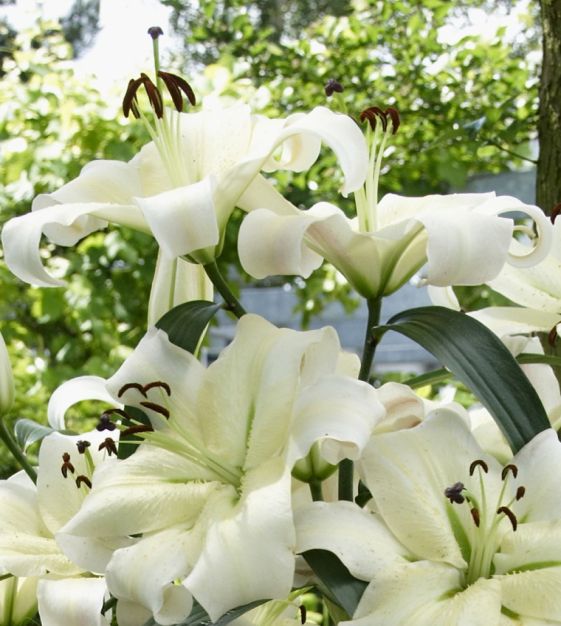 Daylily Rainbow Collection - 10 plants