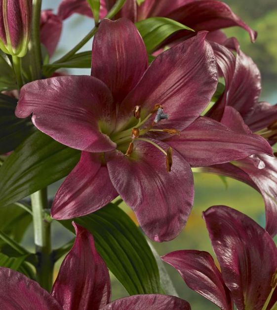 Daylily Rainbow Collection - 10 plants
