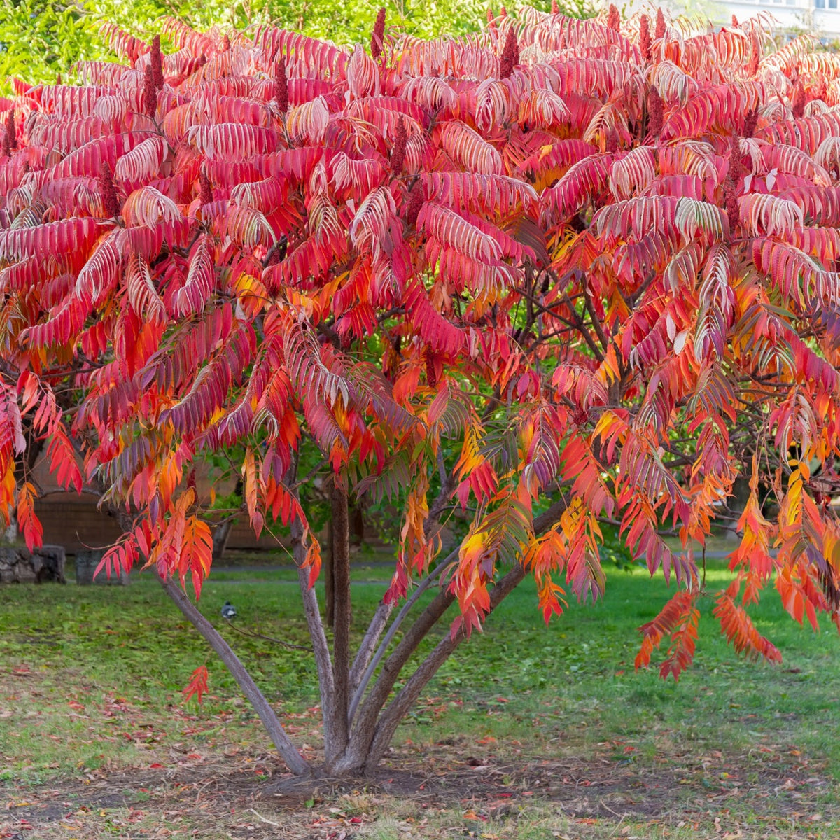 Sumac Tree - TN Nursery