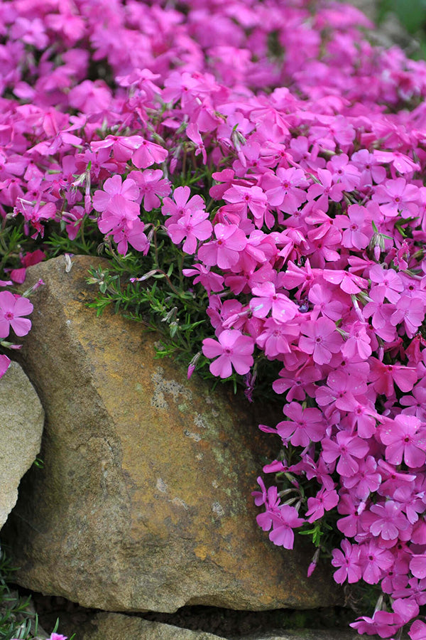 Phlox