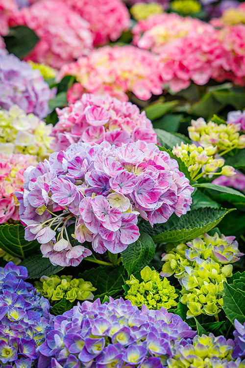 Hydrangea
