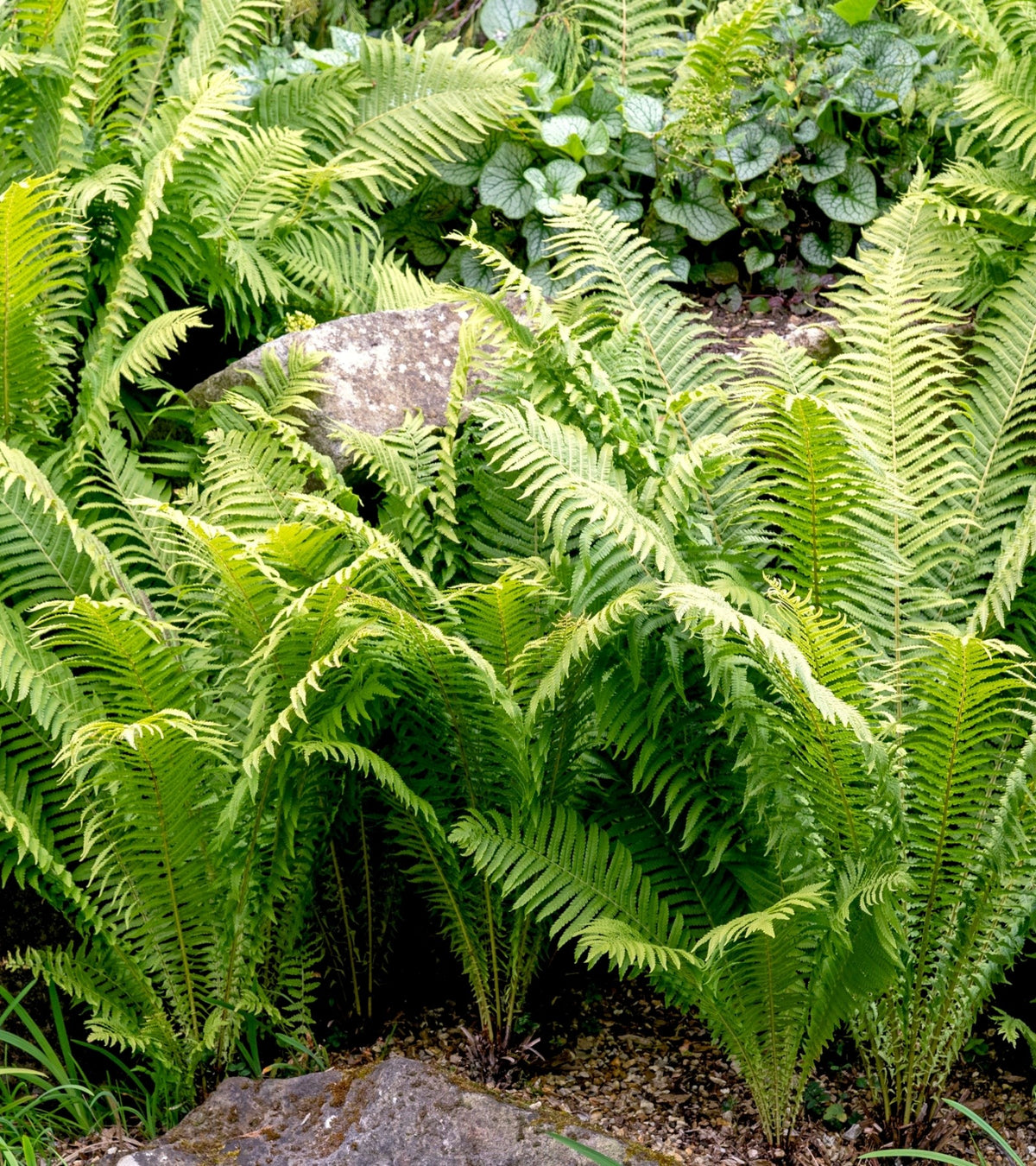 ferns