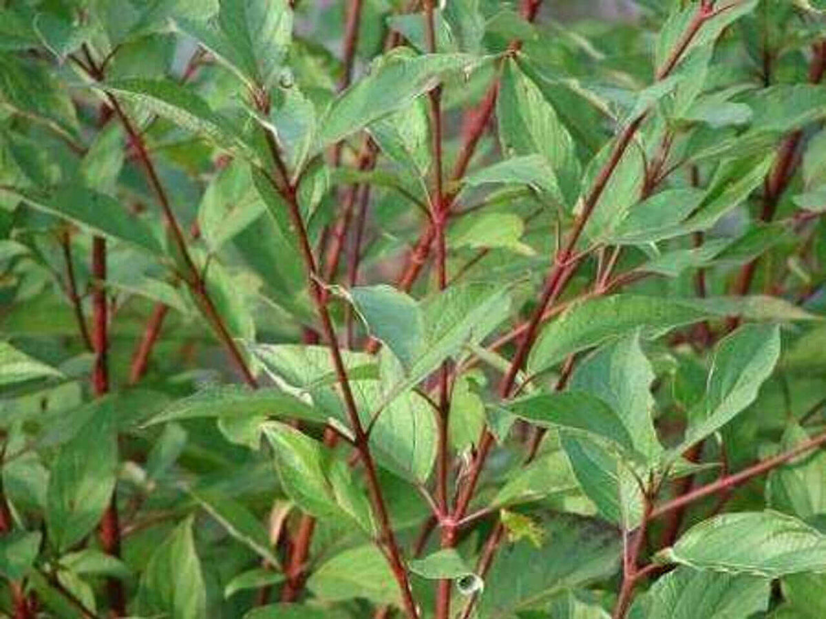 Coral Red Dogwood - TN Nursery