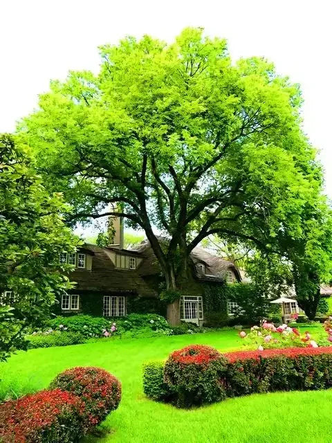 Elm Tree - TN Nursery