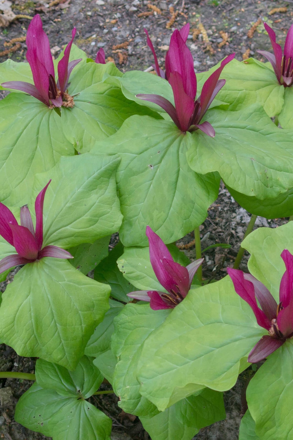 Red Trillium - TN Nursery