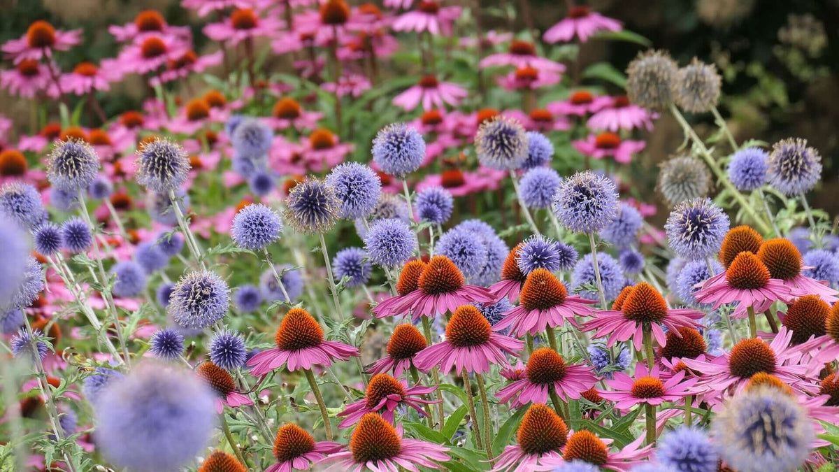 Why You Should Grow Mass Perennials - Tree Nursery Co