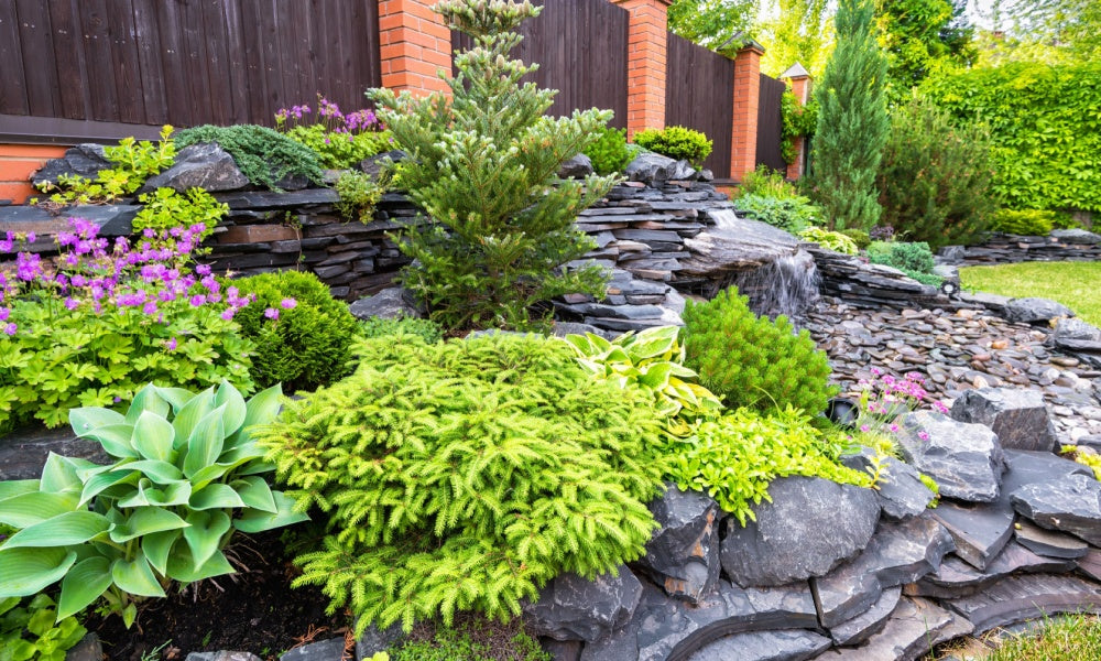 Sun Perennials
