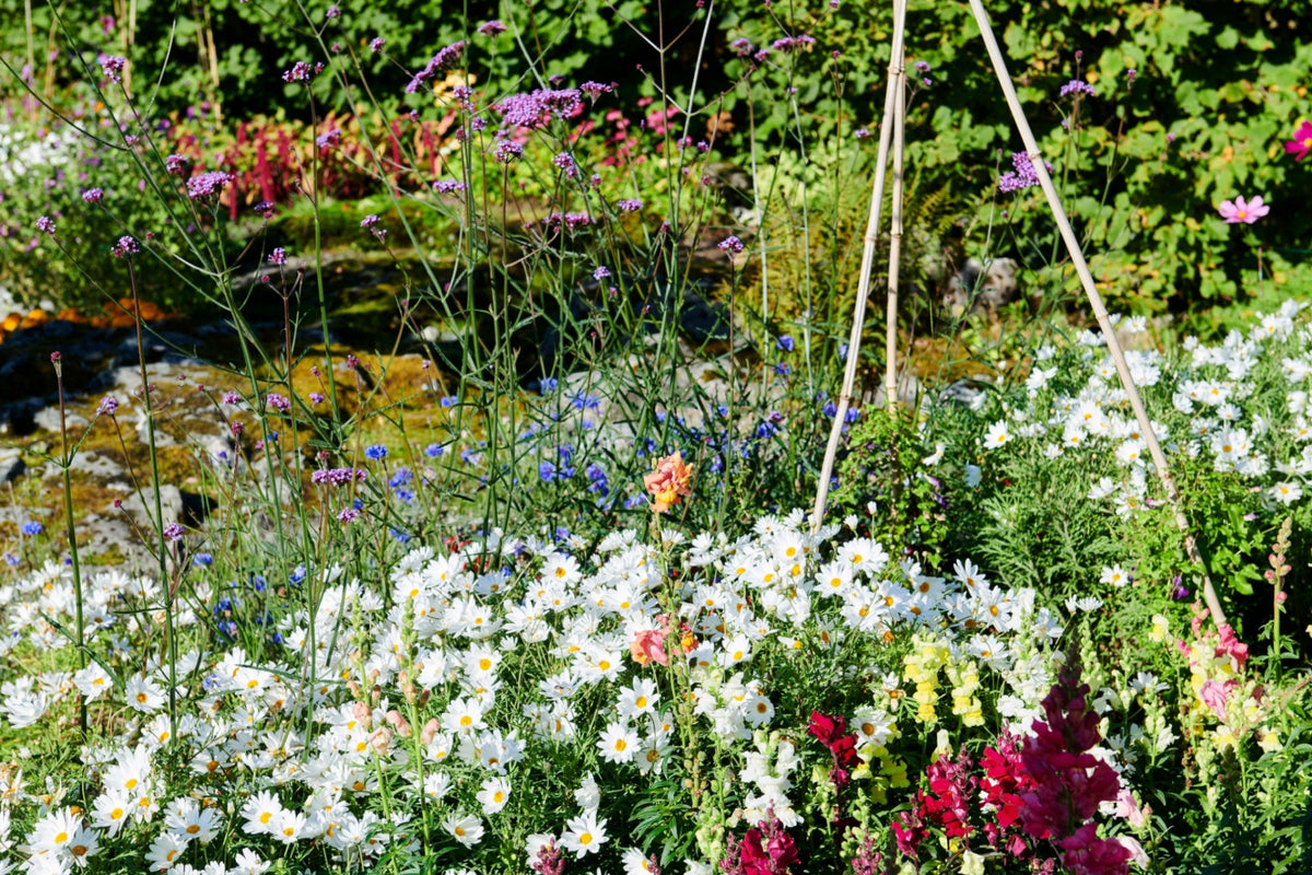 wildflower garden