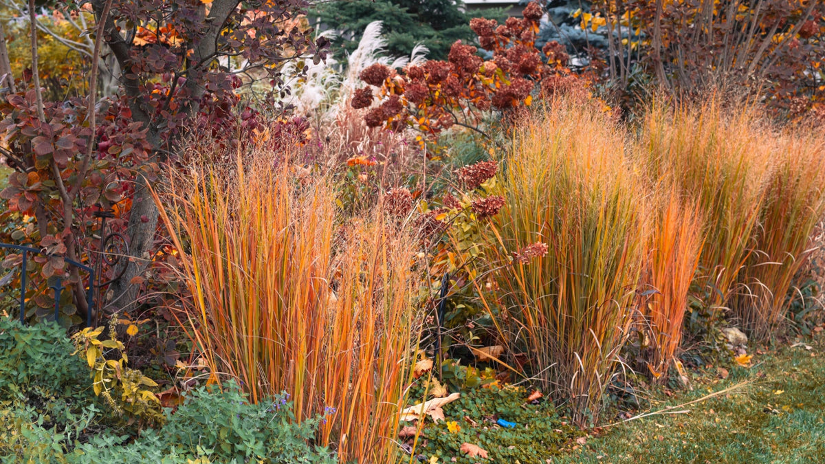 Grass Garden