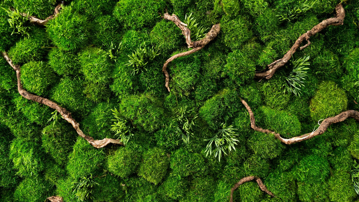 moss garden