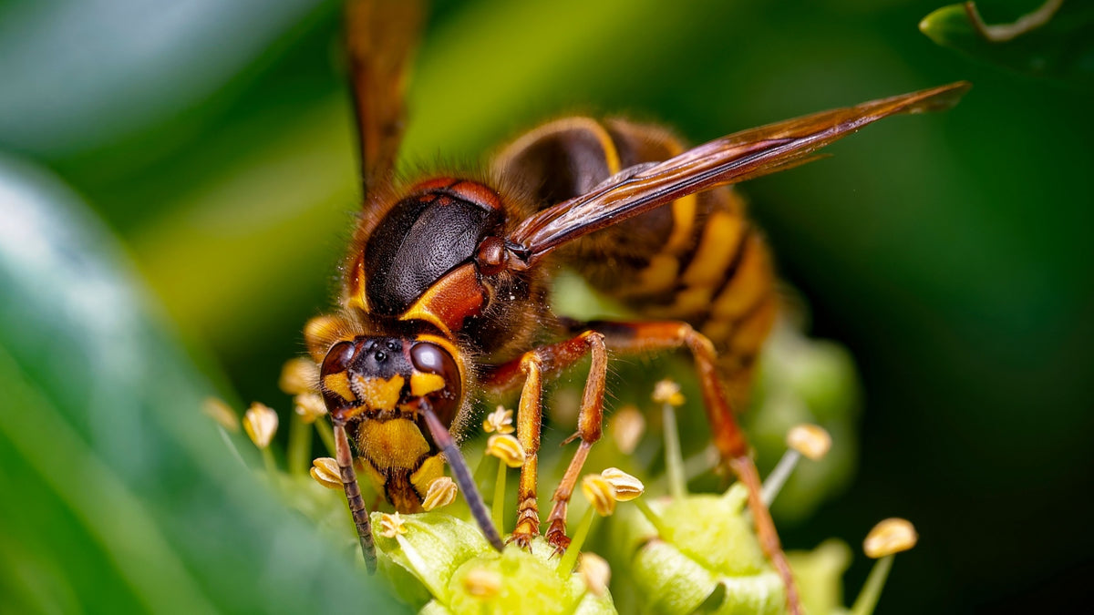 Hornet 