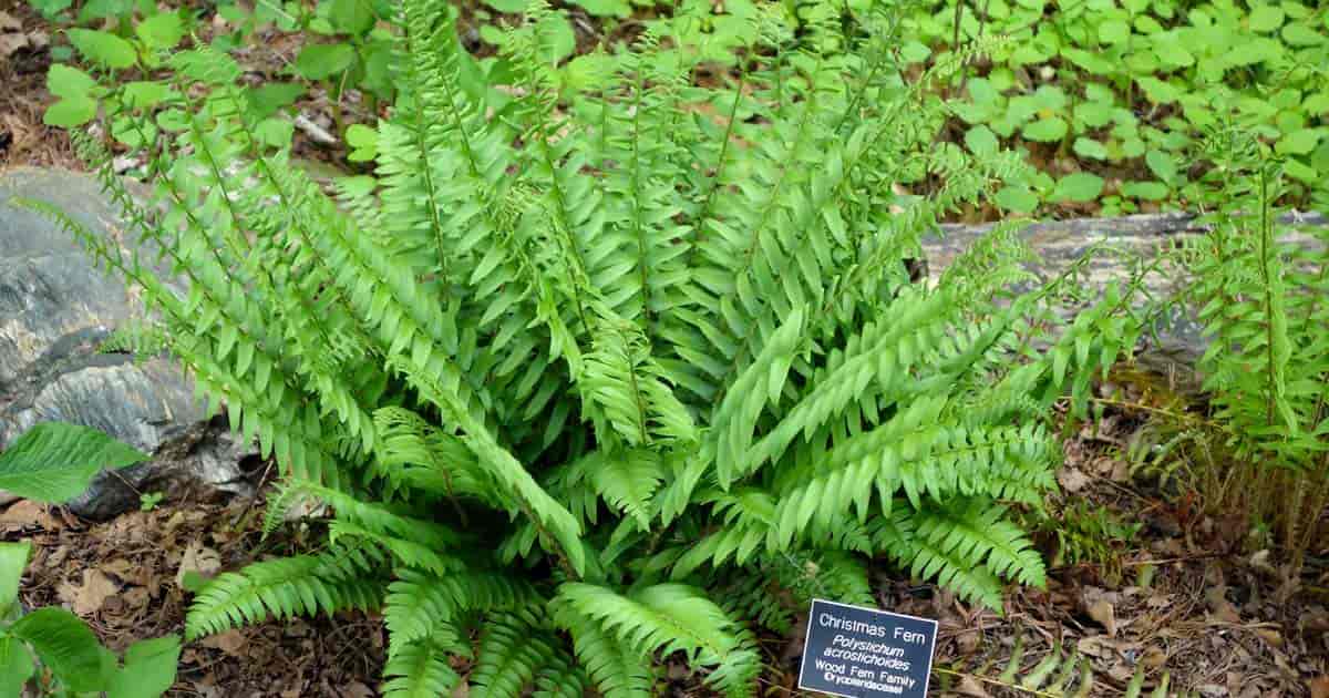 Easy To Grow Ferns