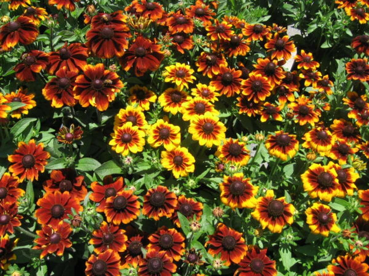 Perennial Planting Strategies to Make Your Garden Beautiful - Tree Nursery Co