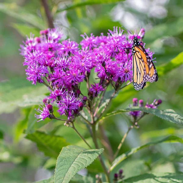 New York Ironweed