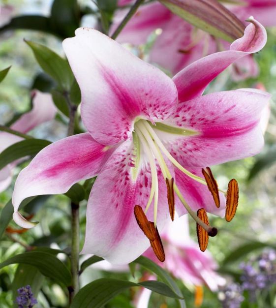 Daylily Rainbow Collection - 10 plants