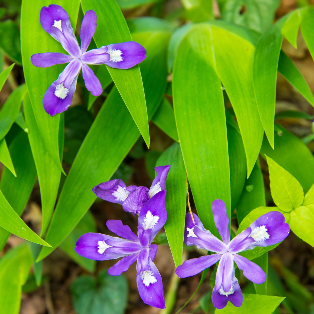 Iris