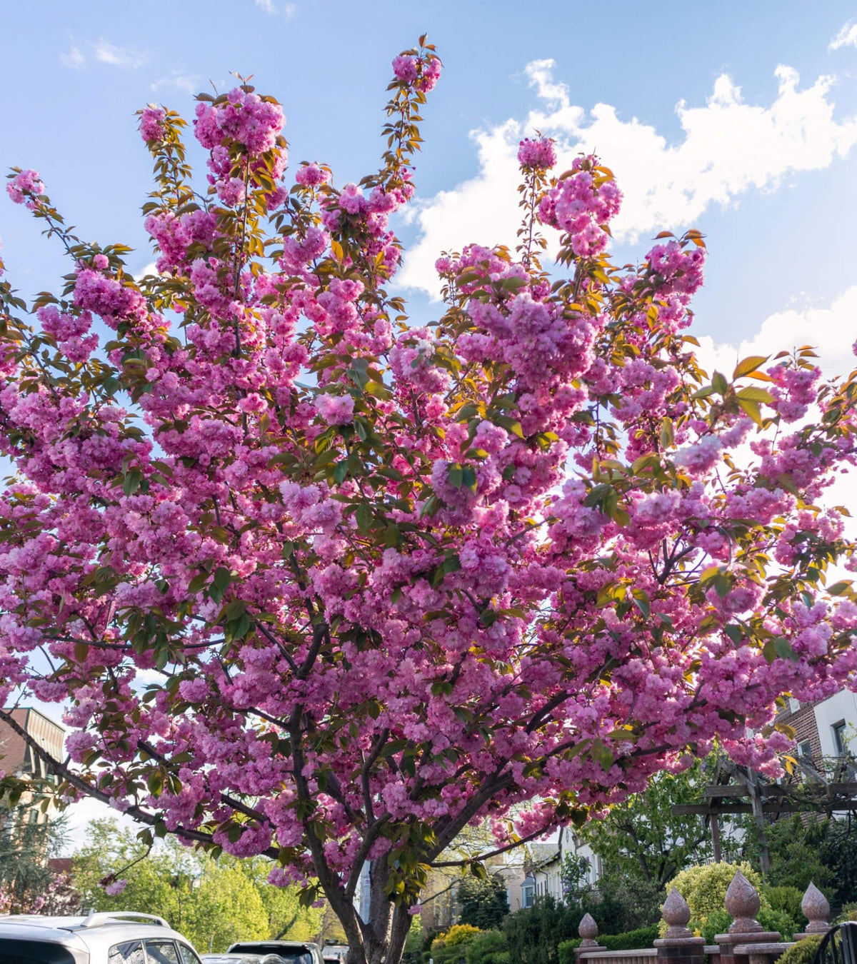 Trees