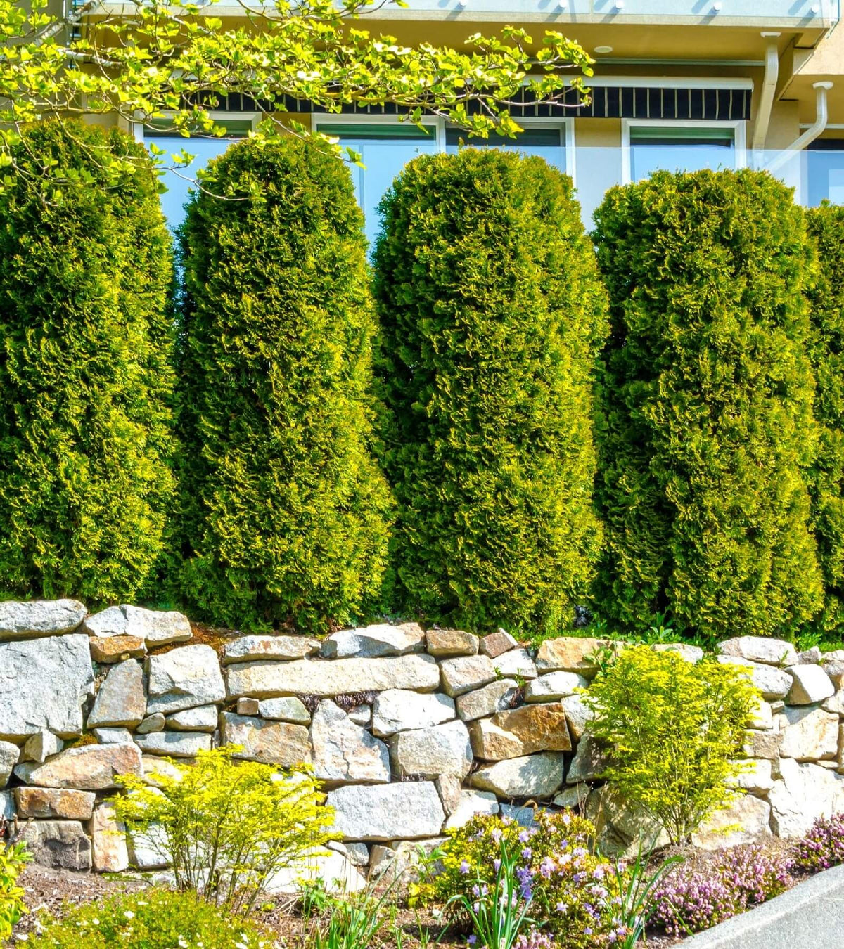 evergreens
