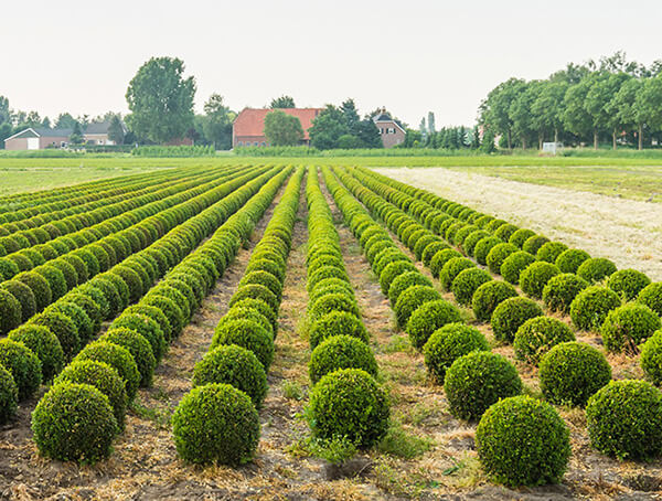 Field Grown