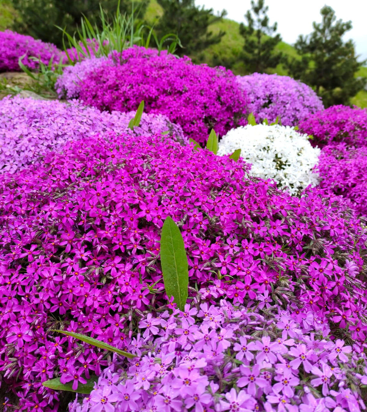Ground Cover