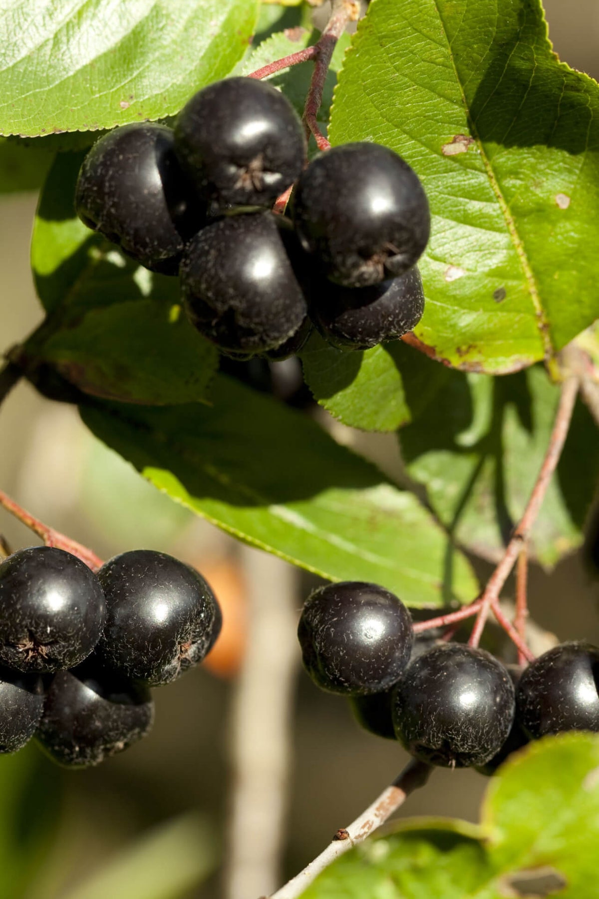 Black Chokeberry - TN Nursery