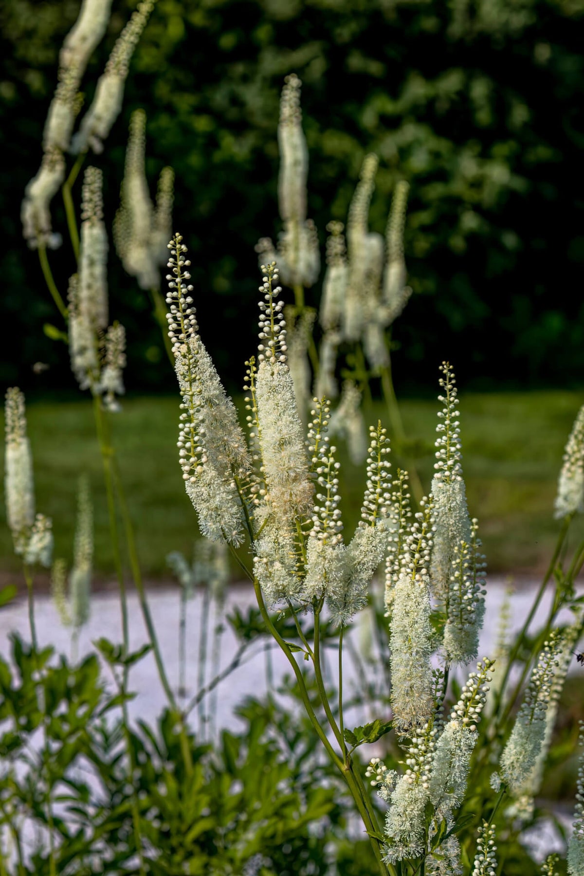 Black Cohosh - TN Nursery