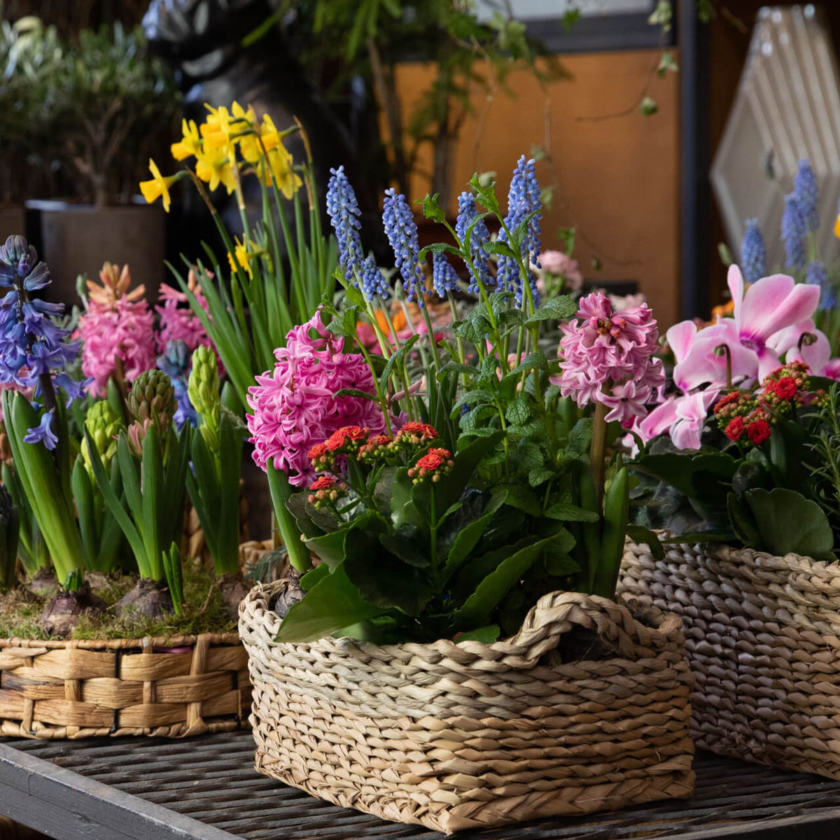 Blooming Plant Box - 25 Mixed - Perennials & Climber Groundcover Vines - Chosen Perfect For Your Zone - TN Nursery