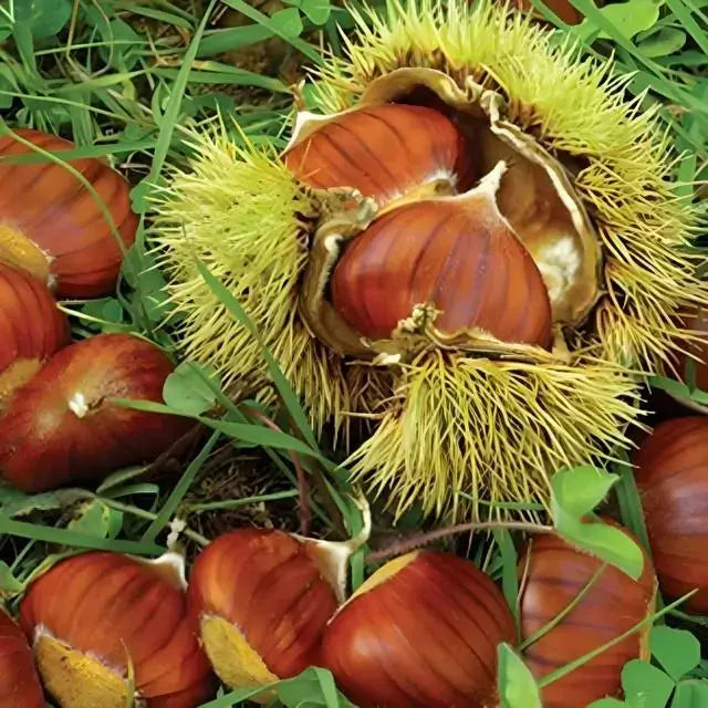Chinese Chestnut Tree - TN Nursery