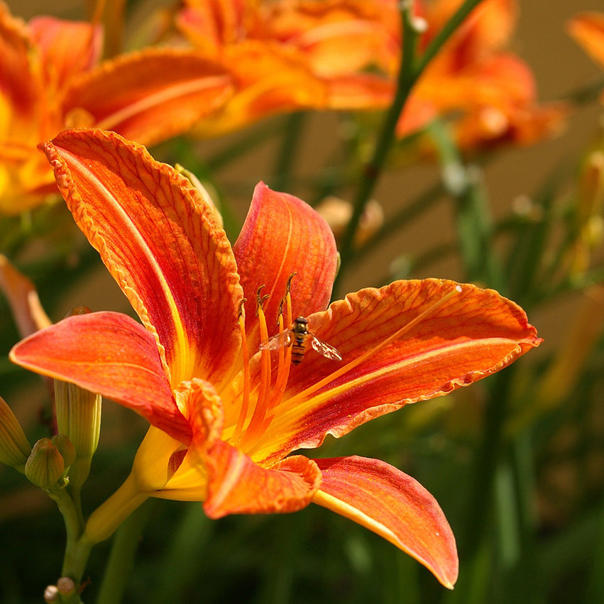 Daylily Rainbow Collection - 10 plants