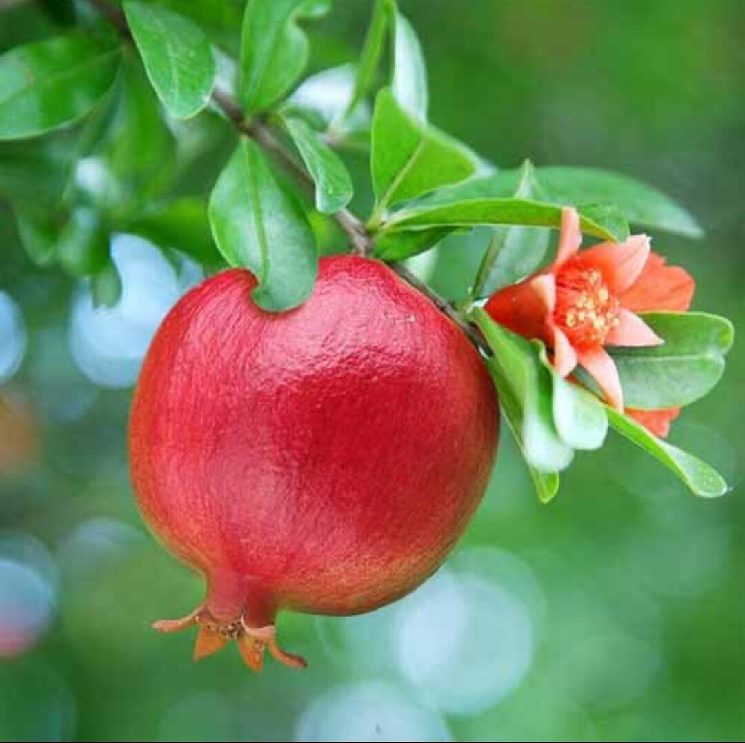 Pomegranate Tree