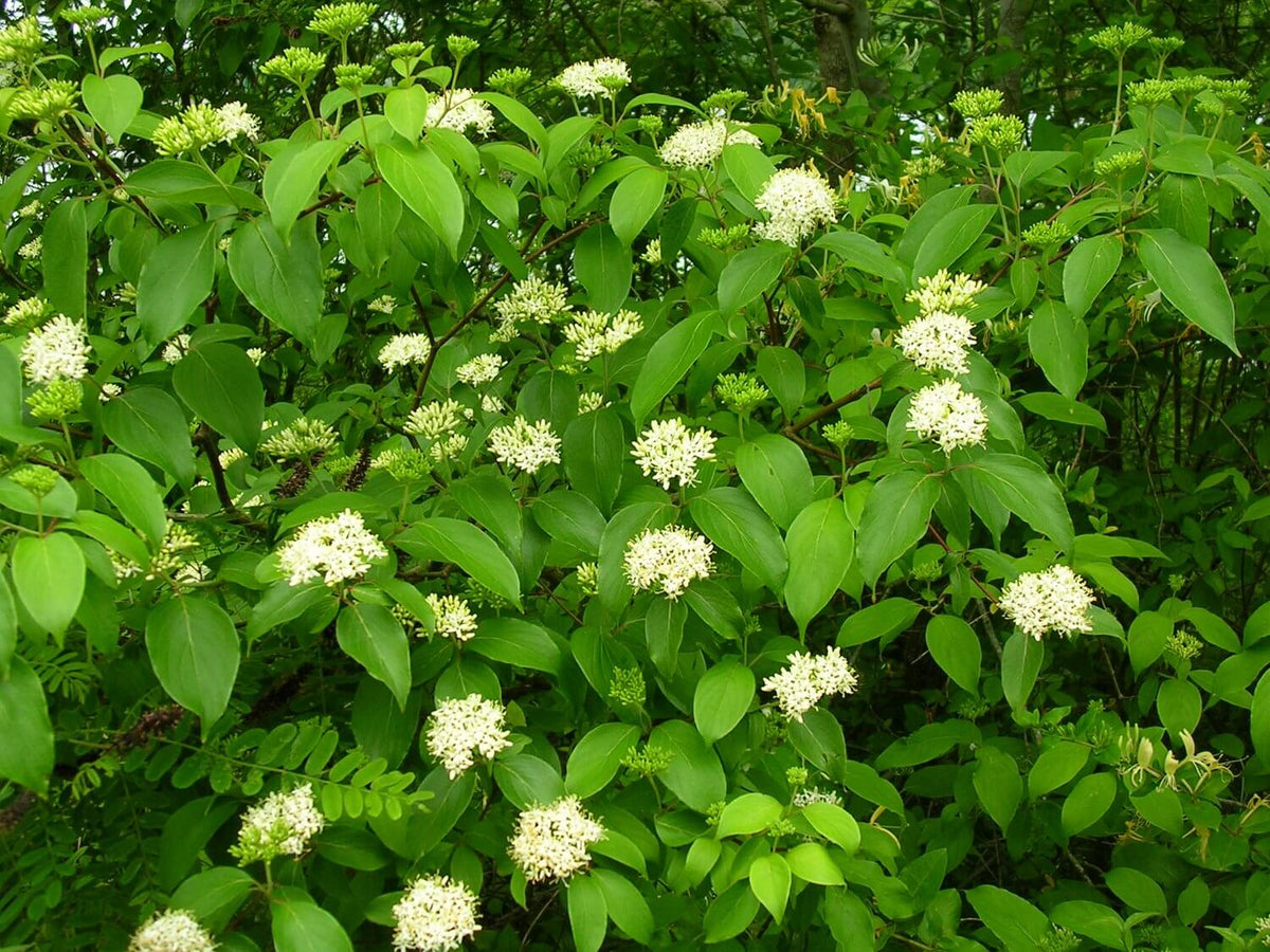 Silky Dogwood - TN Nursery
