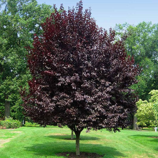 Cistena Plum 3-4'