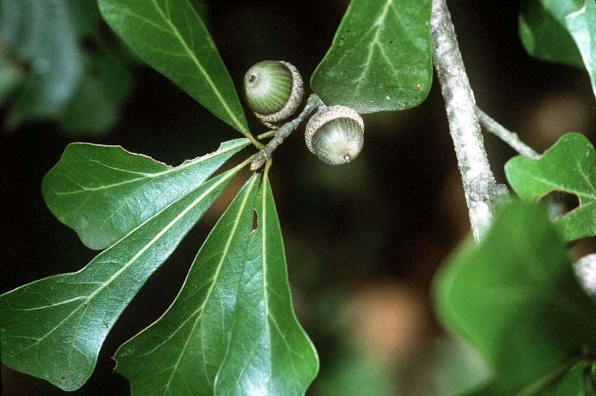 Water Oak Seedlings - TN Nursery